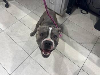 RUGER -  Pit Bull Terrier Dog for Adoption in Rowlett, Texas - RUGER | PetCurious