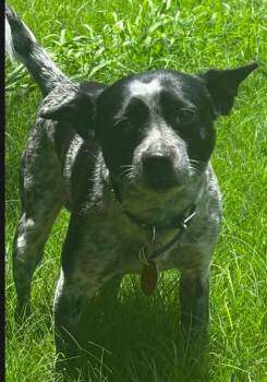 BUCCEE -  Rat Terrier and Chihuahua Dog for Adoption in Grand Prairie, Texas - BUCCEE | PetCurious