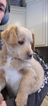 Goldendoodle and Golden Retriever Dogs Available for Adoption - Harrison | PetCurious