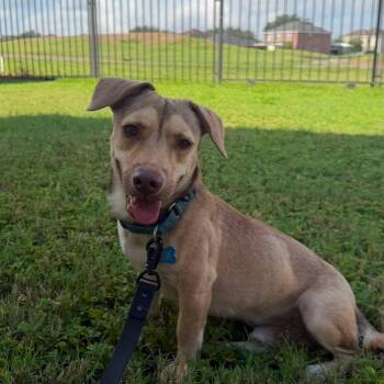 Ollie -  Terrier Dog for Adoption in Harlingen, Texas - Ollie | PetCurious