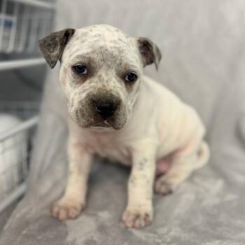 Pit Bull Terrier and Mixed Breed Dogs Available for Adoption in St. Peters, Missouri - Snickers | PetCurious