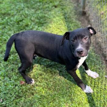 Rescue Mixed Breed Dogs for Adoption - Miller | PetCurious