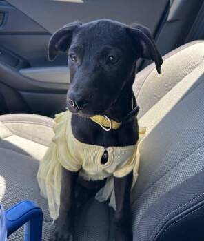 Daisy -  Shepherd and Pit Bull Terrier Dog for Adoption in Lemoore, California - Daisy | PetCurious