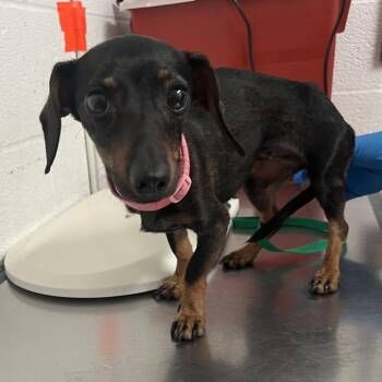 Vienna -  Dachshund Dog for Adoption in Edinburg, Texas - Vienna | PetCurious