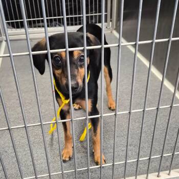 Plush -  Terrier Dog for Adoption in Montgomery, Alabama - Plush | PetCurious