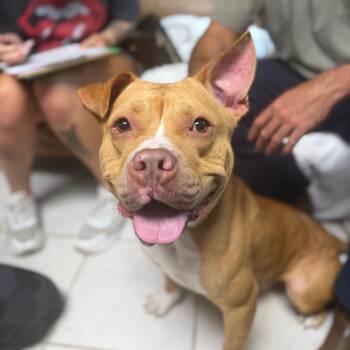 Mixed Breed Dogs Available for Adoption in Savannah, Georgia - Chief Keith | PetCurious