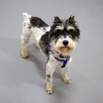 Giant Schnauzer Dogs Available for Adoption in Port Washington, New York - Stella | PetCurious