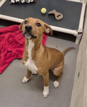 SUNRISE -  Pit Bull Terrier and Mixed Breed Dog for Adoption in Hagerstown, Maryland - SUNRISE | PetCurious