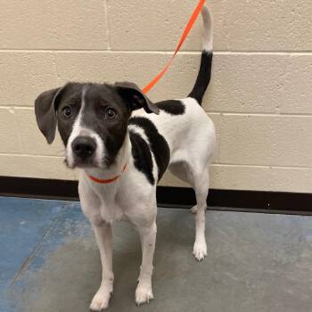 Mixed Breed Dogs Available for Adoption in Memphis, Tennessee - PEPA | PetCurious