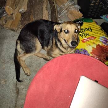 German Shepherd Dog and Labrador Retriever Dogs Available for Adoption in Greensboro, North Carolina - Del Taco | PetCurious