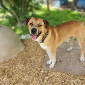 Rescue Mixed Breed Dogs for Adoption in Boaz, Alabama - Murray (Max) | PetCurious