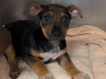 WALLACE -  Labrador Retriever Dog for Adoption in Palo Alto, California - WALLACE | PetCurious