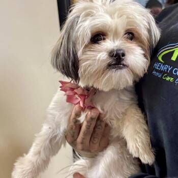 Shih Tzu and Mixed Breed Dogs Available for Adoption in Tyrone, Georgia - Hadley Grace 04-2925 | PetCurious