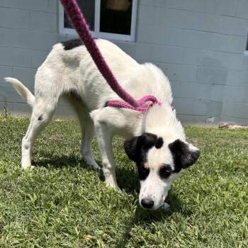 Charlotte -  Mixed Breed and Hound Dog for Adoption in Roxboro, North Carolina - Charlotte | PetCurious