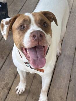261181  Webby -  American Bulldog Dog for Adoption in Wetumpka, Alabama - 261181  Webby | PetCurious