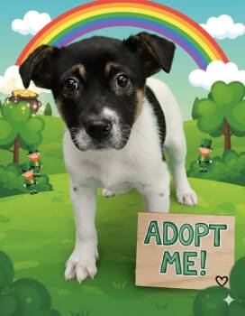 Australian Cattle Dog Blue Heeler Dogs Available for Adoption - Ross | PetCurious