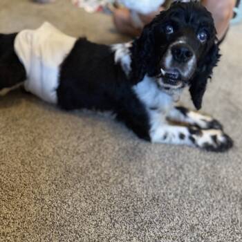 Rescue Cocker Spaniel Dogs for Adoption in Buffalo, Minnesota - Cooper | PetCurious