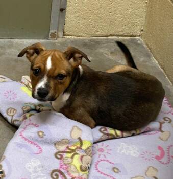 Boxer Dogs Available for Adoption - Libby | PetCurious