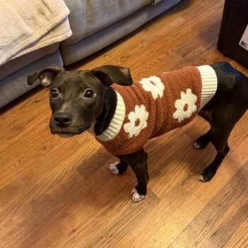 Sadie -  Mixed Breed Dog for Adoption in Jersey City, New Jersey - Sadie | PetCurious