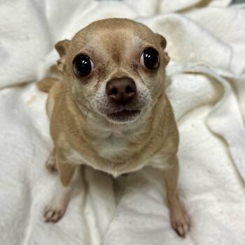 Chihuahua Dogs Available for Adoption in Lenexa, Kansas - Breena | PetCurious