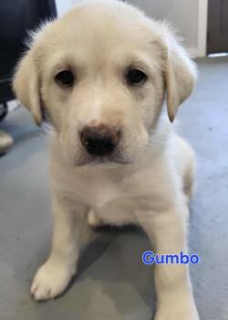 Great Pyrenees and Labrador Retriever Dogs Available for Adoption - Gumbo | PetCurious
