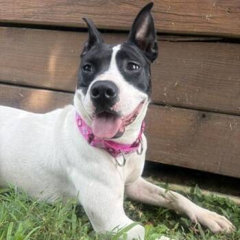 Rose -  American Staffordshire Terrier Dog for Adoption in Mooresville, Indiana - Rose | PetCurious