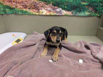 A554075 -  Labrador Retriever and Mixed Breed Dog for Adoption in Moreno Valley, California - A554075 | PetCurious