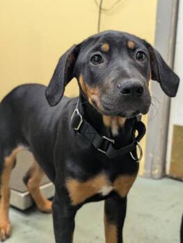 Puppy Aspen -  Hound and Doberman Pinscher Dog for Adoption in Cuyahoga Falls, Ohio - Puppy Aspen | PetCurious