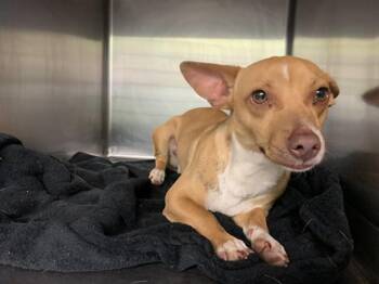 Chihuahua and Mixed Breed Dogs Available for Adoption in Grand Prairie, Texas - BISCUIT TAX | PetCurious