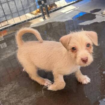 Fuego -  Terrier Dog for Adoption in Palm Springs, California - Fuego | PetCurious
