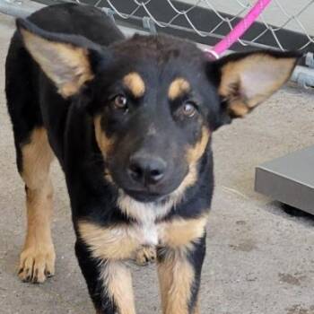 108662 -  Mixed Breed Dog for Adoption in Las Cruces, New Mexico - 108662 | PetCurious