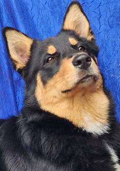 Bailey -  Australian Shepherd and Husky Dog for Adoption in Cuba, New York - Bailey | PetCurious
