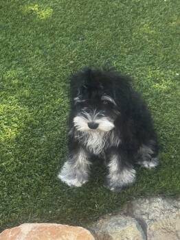 Gabby and others  -  Miniature Schnauzer Dog for Sale in Cottonwood, Arizona - Gabby And Others  | PetCurious