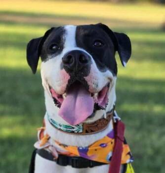 Rescue Great Dane and Boxer Dogs for Adoption in Boerne, Texas - Panda | PetCurious