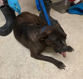 Lady Bug -  Mixed Breed Dog for Adoption in Albany, Georgia - Lady Bug | PetCurious