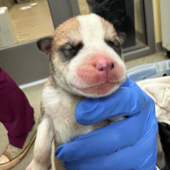 Rescue Husky and Mixed Breed Dogs for Adoption in Lynchburg, Virginia - Littlefoot | PetCurious