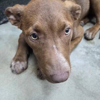 Chocolate Labrador Retriever and Retriever Dogs Available for Adoption in Madisonville, Kentucky - Heaven | PetCurious
