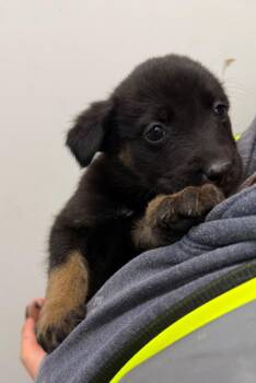 Goose -  Shepherd and Husky Dog for Adoption in Yellowknife, Northwest Territories - Goose | PetCurious