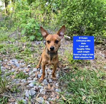Chihuahua Dogs Available for Adoption in Oviedo, Florida - El Guapo | PetCurious