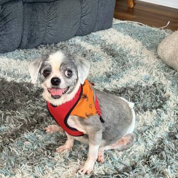 Sawyer -  Shih Tzu Dog for Adoption in South Riding, Virginia - Sawyer | PetCurious