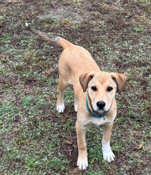 Yellow Labrador Retriever and Hound Dogs Available for Adoption in Pleasant Valley, New York - Jane | PetCurious