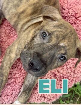 Eli -  Labrador Retriever Dog for Adoption in Shalimar, Florida - Eli | PetCurious
