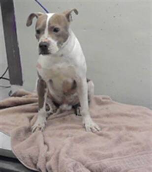 A2089680 -  Staffordshire Bull Terrier and Mixed Breed Dog for Adoption in Houston, Texas - A2089680 | PetCurious