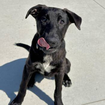 Hank -  Cattle Dog Dog for Adoption in Matteson, Illinois - Hank | PetCurious