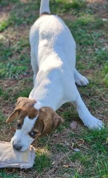 Hound Dogs Available for Adoption in South Kingstown, Rhode Island - David Austin Rose | PetCurious