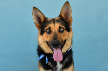 Rescue German Shepherd Dog Dogs for Adoption in Pasadena, California - LINK | PetCurious