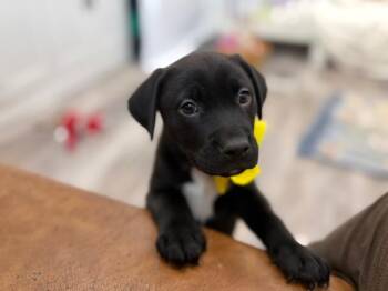 Pit Bull Terrier and Labrador Retriever Dogs Available for Adoption in Friendswood, Texas - Trek Journey | PetCurious