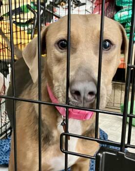 Patty -  Mixed Breed Dog for Adoption in Parma, Ohio - Patty | PetCurious