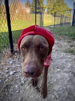 Rescue Mixed Breed Dogs for Adoption in Greensburg, Indiana - Willie | PetCurious