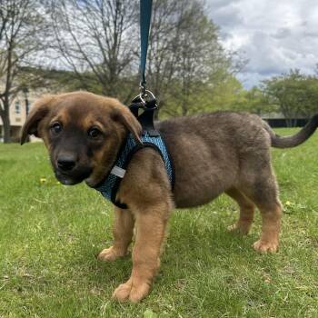 Mixed Breed Dogs Available for Adoption in Cooperstown, New York - Flash  | PetCurious